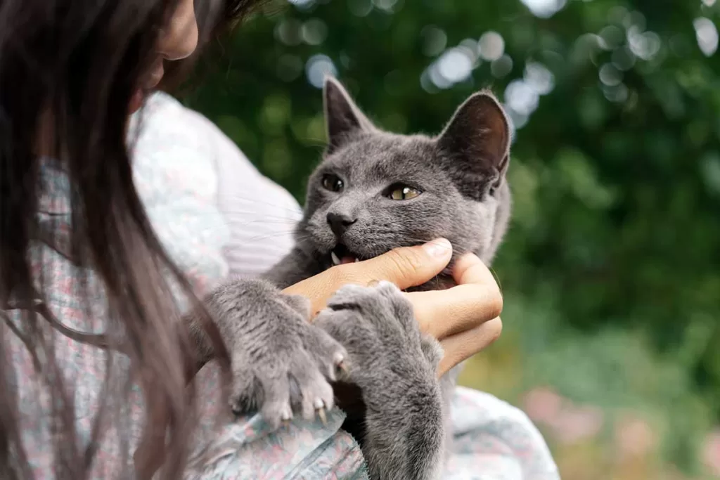 grey cat held by a woman in a white sweater