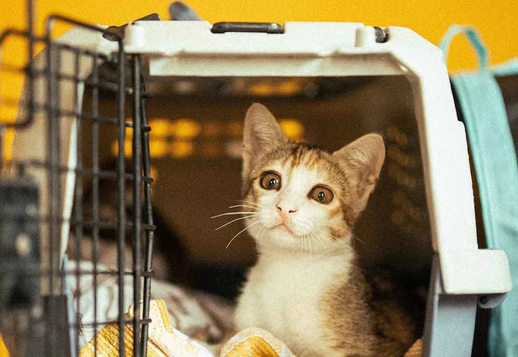 stressed looking cat in a travel carrier