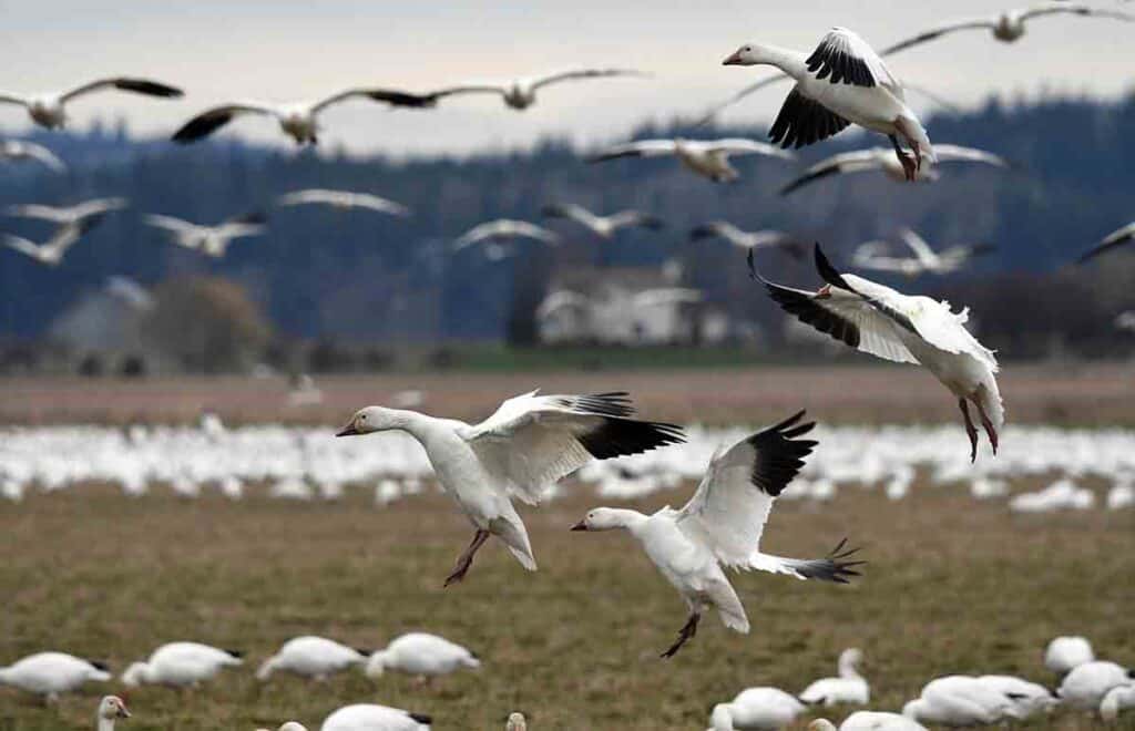migrating snow geese carry and spread avian influenza