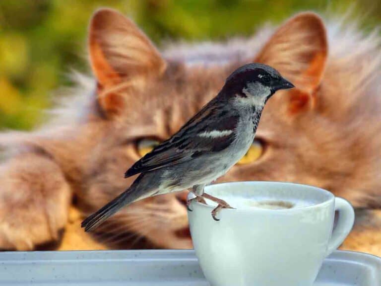 orange cat sneaking up on a bird that is sitting on a teacup