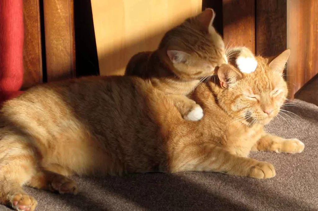 ginger orange cat and kitten