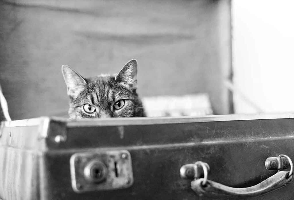 black and white photo of a tabby cat peeking out of a suitcase