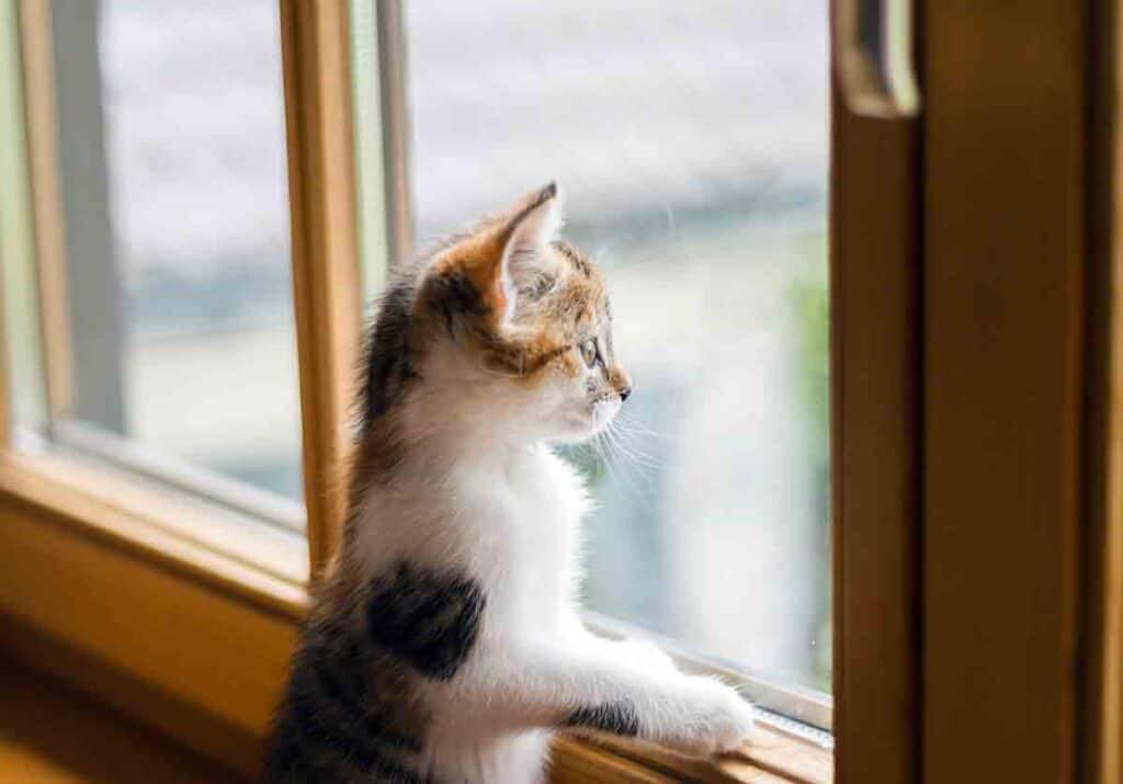 calico kitten looking out a window