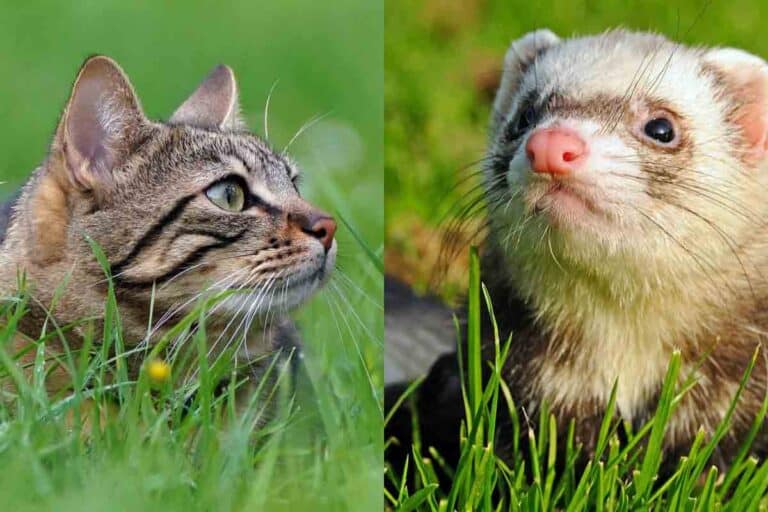 cat and ferret collage