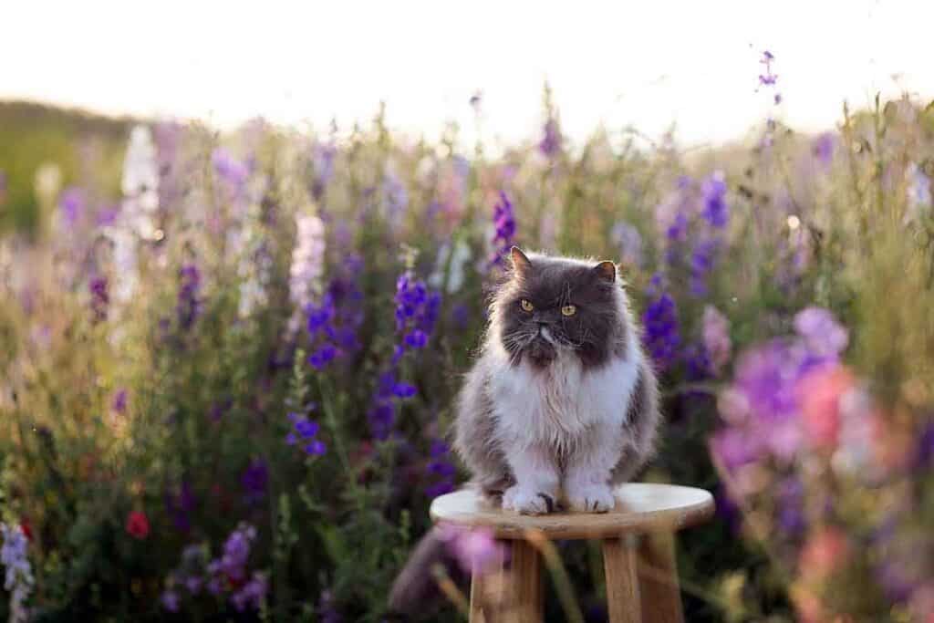 grey and white persian cat sitting on a stool in a meadow of purple flowers
