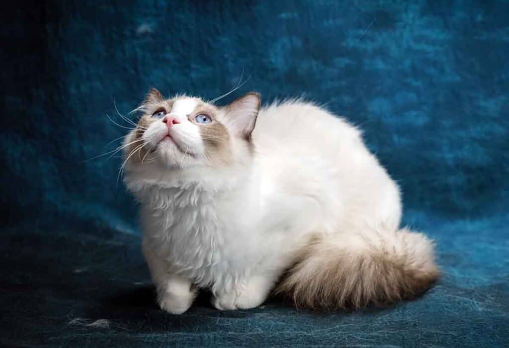 Ragdoll Cat: Breed Information And Care - Cat Bytes