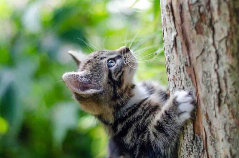 silver tabby kitten climbing a tree