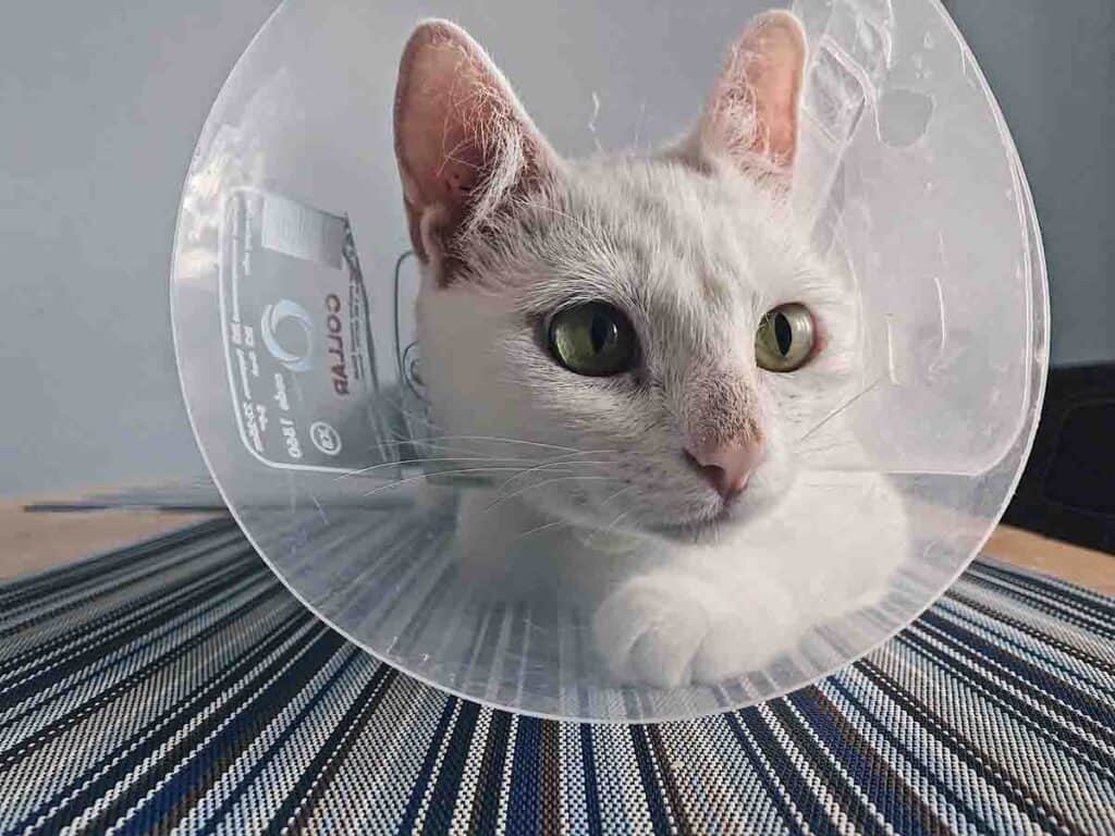 white cat where a plastic cone Elizabethan collar e-collar