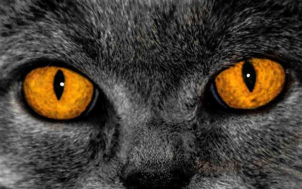 cat with red eyes - closeup image of a orange eyes in a grey cat face
