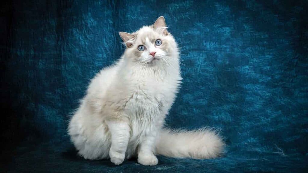 Ragdoll Cat: Breed Information And Care - Cat Bytes