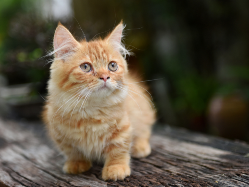 orange tabby mix kitten munchkin cat on a wood table outdoors with blurry vegetation in background