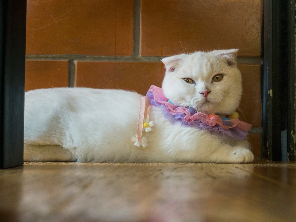 white scottish fold munchkin cat laying on a wood floor in front of a brick feature wall