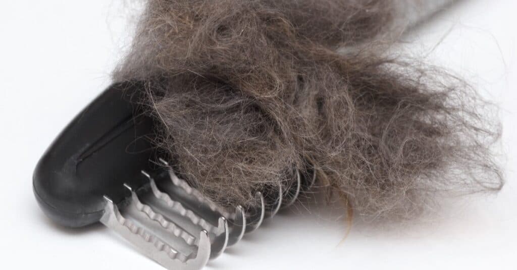 cat hair in a mat remover grooming tool