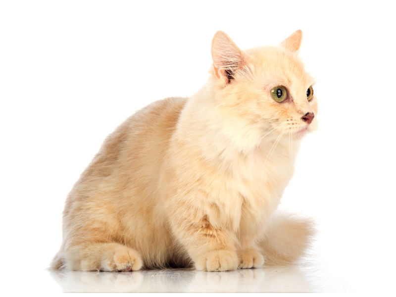orange tabby mix munchkin cat isolated on a white background
