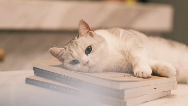 Munchkin cat genetics - grey and white munchkin cat laying on a small stack of books