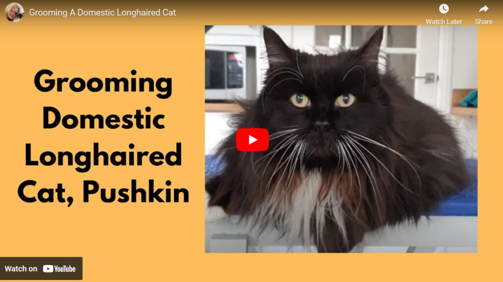 longhaired at grooming youtube video embed