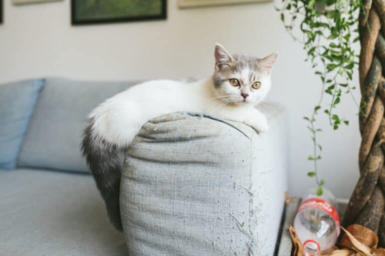 grey and white munchkin cat laying on the arm of a grey sofa