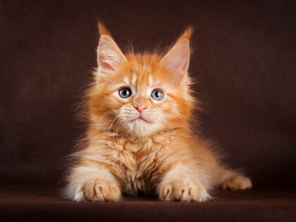 Are Maine Coon Cats Good Family Pets image of an orange maine coon kitten on a brown background