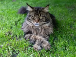 grumpy looking grey tabby maine coon cat laying on grass
