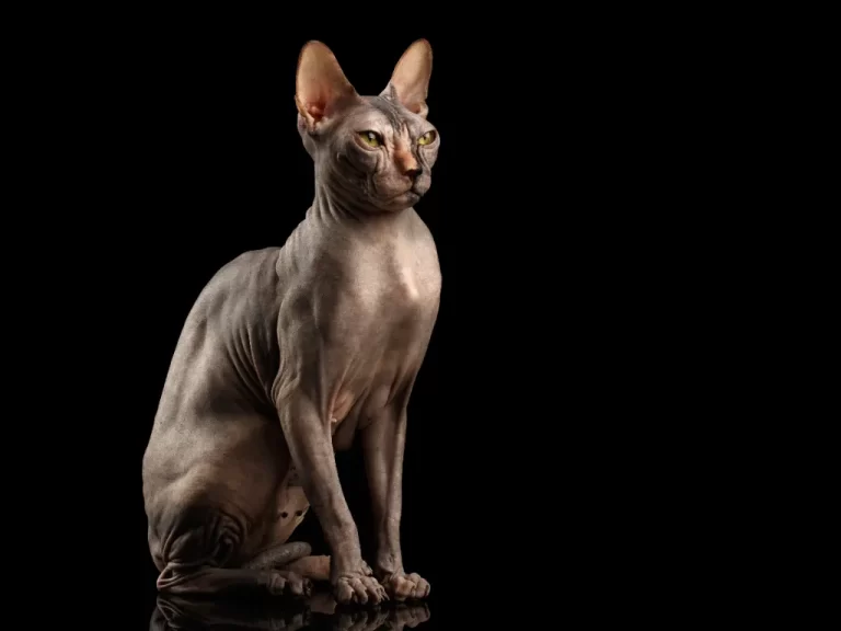 Are Sphynx cats hypoallergenic - Adorable Sphynx Cat Sitting Curious Looks Isolated on Black Background, Front view