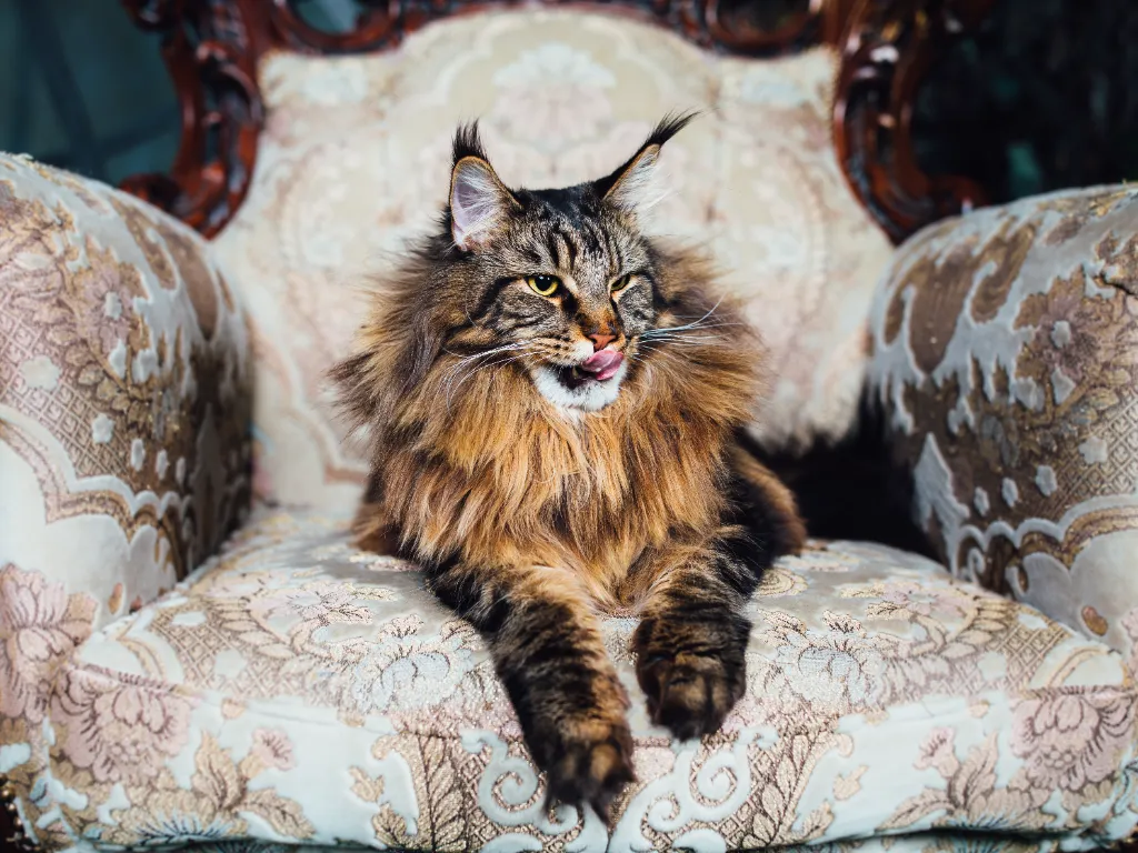 are maine coon cats hypoallergenic - brown tabby maine coon laying on a lush cream colored brocade chair