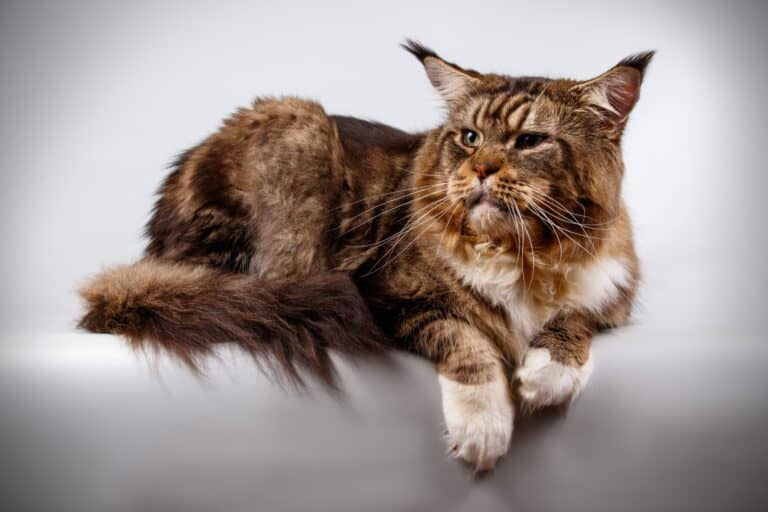 how long do Maine Coon cats live - studio images of a brown and white tabby Maine Coon on a white background