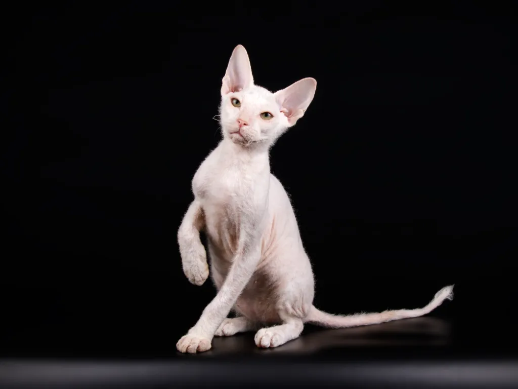 sphynx cat price - studio photo of a white sphynx cat with peach fuzz hair on a blurry black background