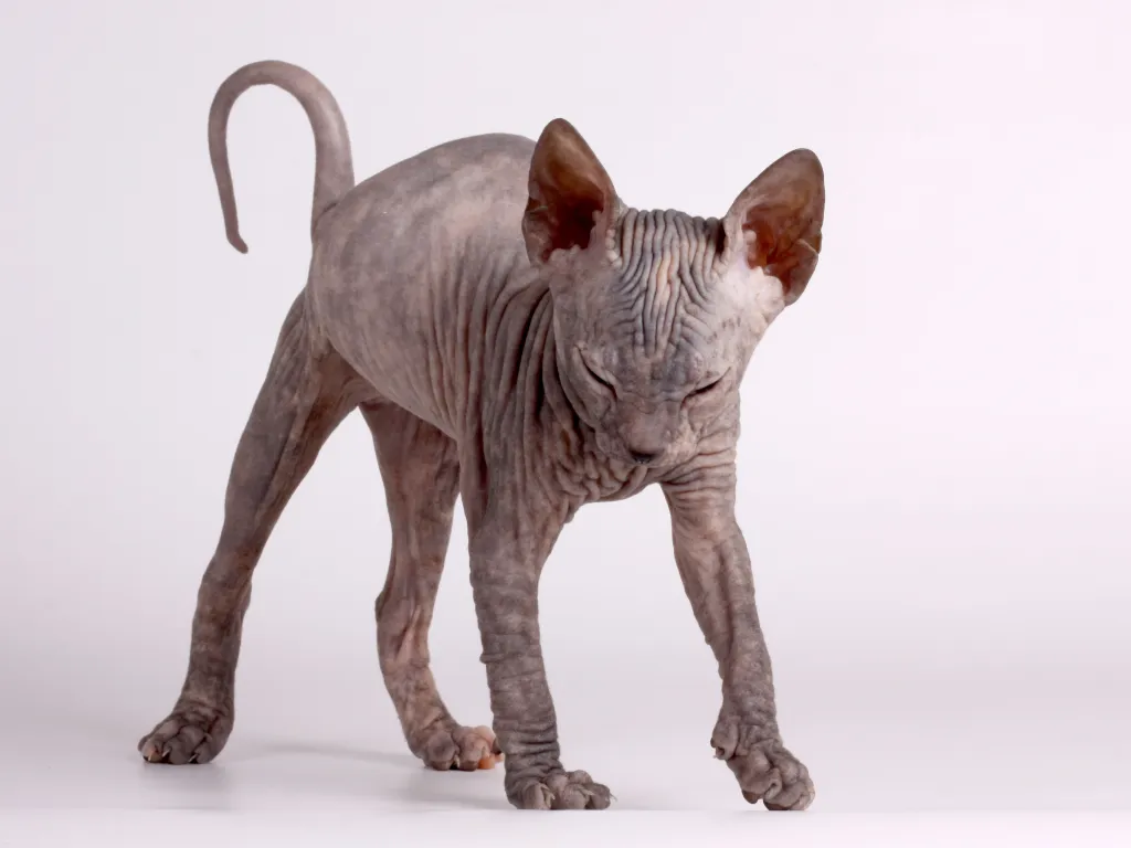 why are sphynx cats hairless - studio images of a young grey sphynx cat  with its skin all wrinkled up because it is stretching
