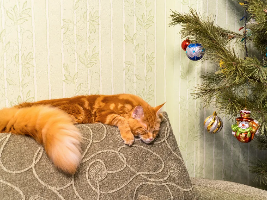 orange maine coon cat with incredible busy tail sleeping on the back of a grey sofa