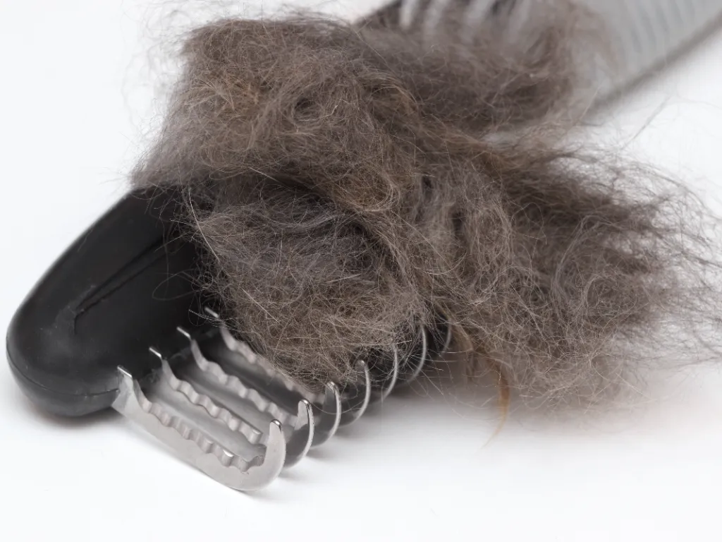 is it okay to shave a maine coon cat - image of a detangling comb filled with grey matted cat hair on a white background