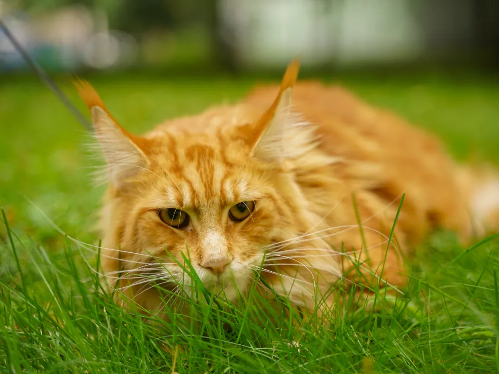 maine coon orange tabby cat crouching in the grass