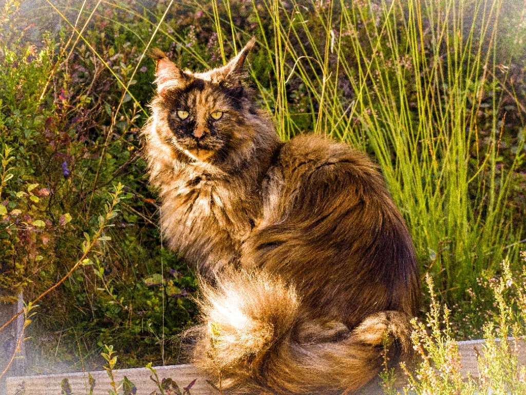 is it okay to shave a maine coon cat - tortoiseshell cat sitting calmly outside with her tail wrapped around her feet with grass in the background