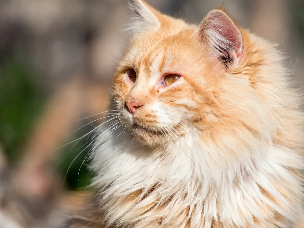 Maine Coon Mix Characteristics  image of a orange and white maine coon cat with a distinctive ruff of fur around its neck