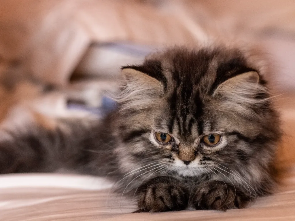 Persian cat cost - image of a cute grey tabby 8 week old persian kitten