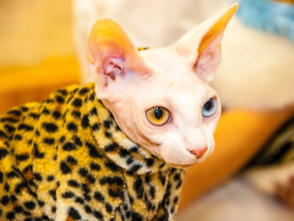 sphynx cat clothes - sphynx cat with one yellow eye and one blue eye dressed up in a fuzzy leopard print jacket