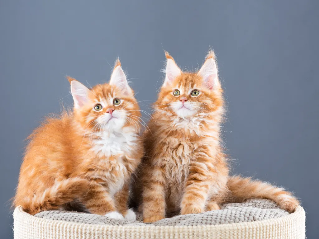 maine coon tabby mix orange kittens sitting on a grey corduroy cushion looking upwards