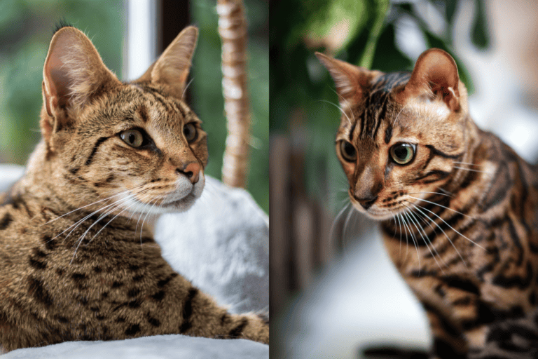 side by side image comparing Savannah Cat Vs Bengal Cat