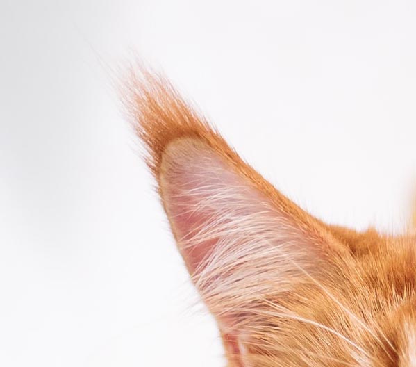 close up of maine coon cat ear tuft, orange cat on a white background