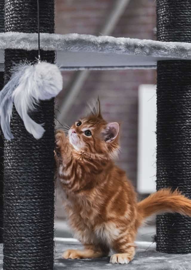 do maine coon cats have an m on their forehead - ginger classic tabby maine coon kitten playing with a feather toy