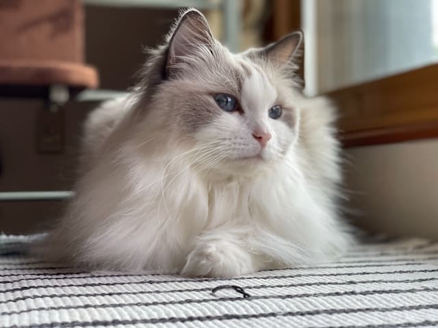 elegant ragdoll cat laying on a woven mate