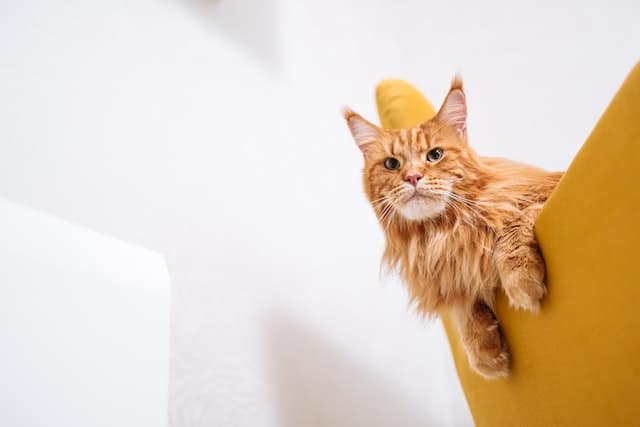 Red Tabby Maine Coon on a white background