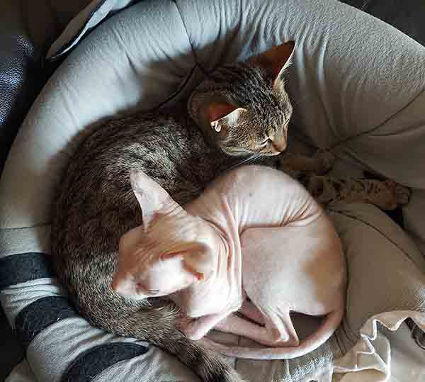 Bengal Cat Polyneuropathy - Roo (bengal cat) and Joey (sphynx cat) cuddling together