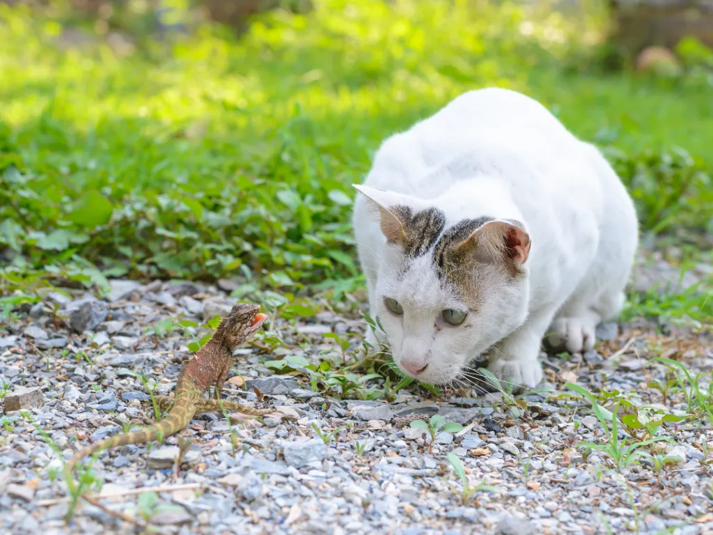 white cat in garden staring at a small lizard