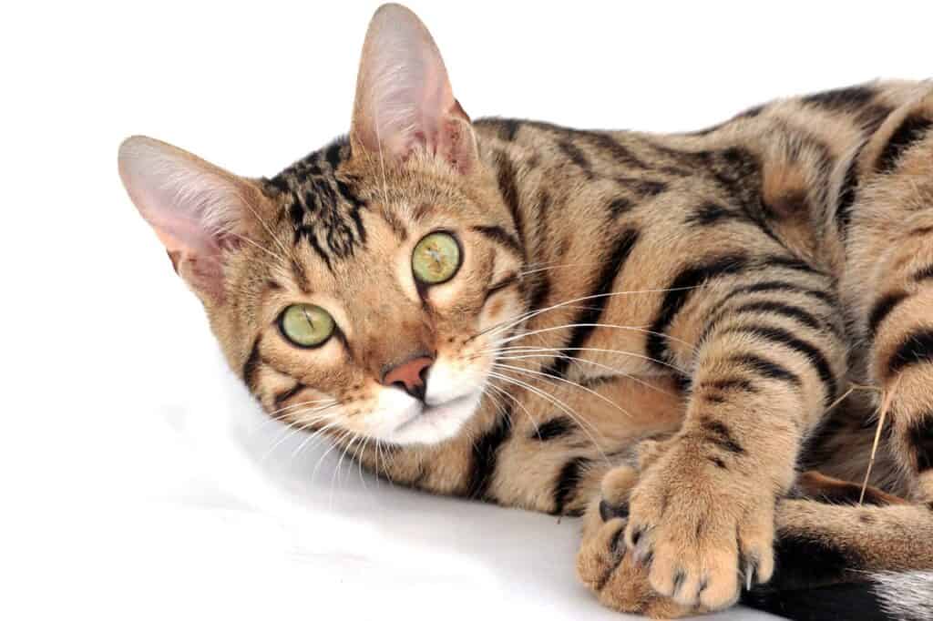 bengal cat closup laying on its side white background
