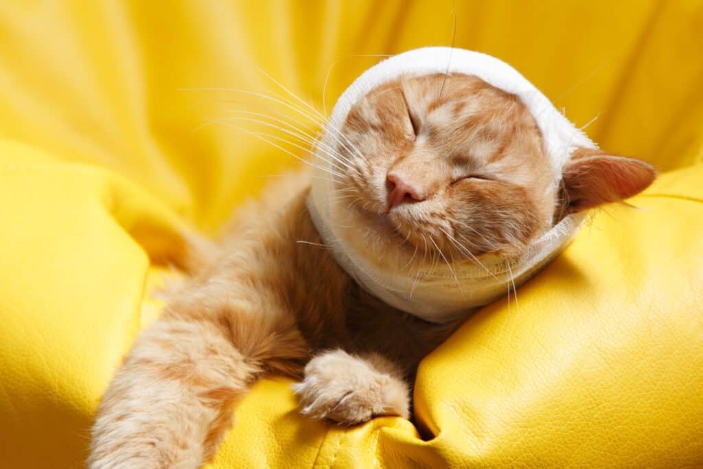 why is my cat breathing fast - orange tabby cat with surgical gauze covering an injury on its head