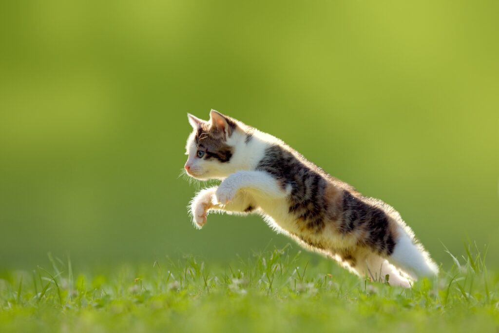 why is my cat breathing fast - calico kitten leaping in the grass on a green background