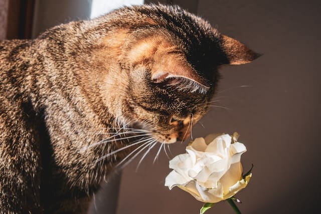 Are Essential Oils Safe For Cats - brown tabby cat looking into the center of a white rose
