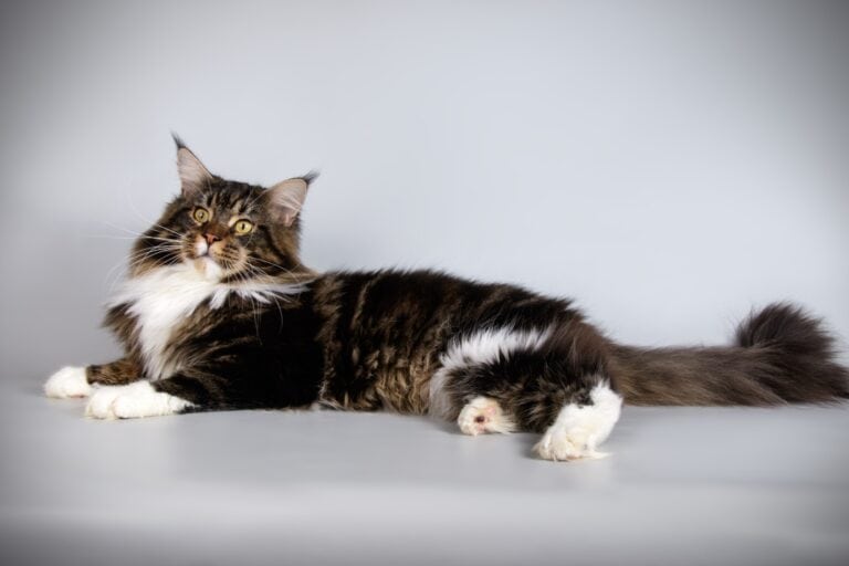 where to get a maine coon cat - studio image of a grey and white tabby maine coon on a grey background
