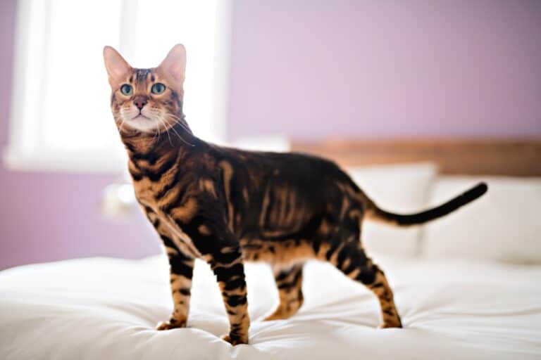 HOW TO STOP CAT PEEING ON BED - bengal cat standing on a bed with white duvet covering and pink bedroom walls