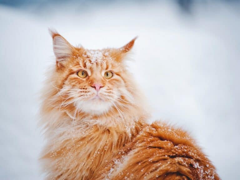 Are Maine Coon Cats Mean - image of a large grumpy looking orange maine coon cat in the snow